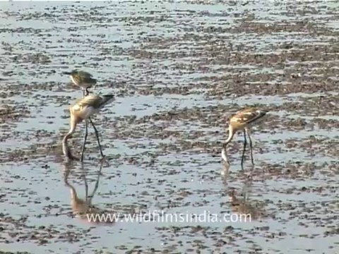 1324.Flamingoes in Gujarat