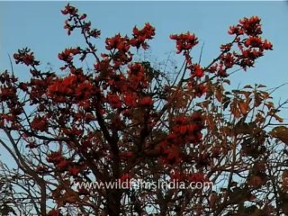 1336.Flame of the forest or Palash Tree, Gujarat