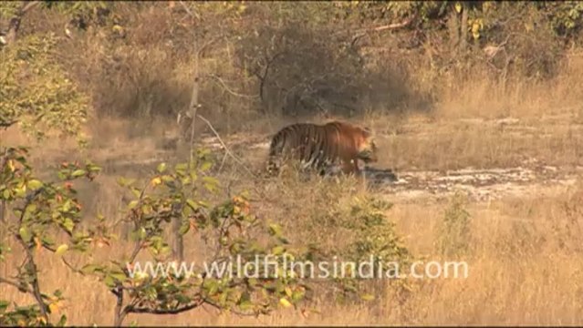 1350.Indian Tiger in Bandhavgarh grassland