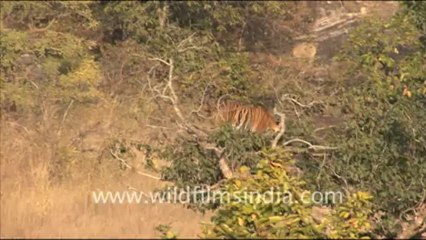 1351.Tiger in Bandhavgarh, Madhya Pradesh