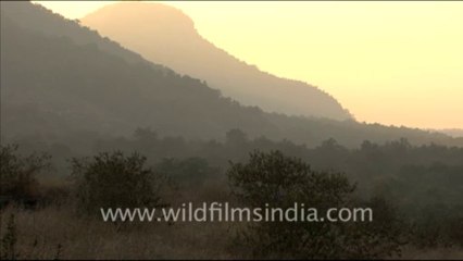 1354.Early morning misty forest of Bandhavgarh