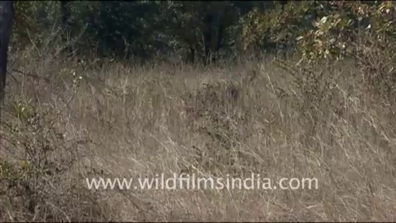 1356.Chital in Bandhavgarh National Park