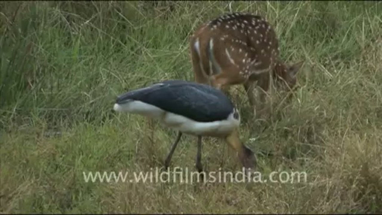 1357.Adjutant Stork and Chital in Bandhavgarh grassland