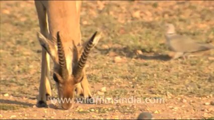 1606.Chinkara with Group of peafowl, Rajasthan