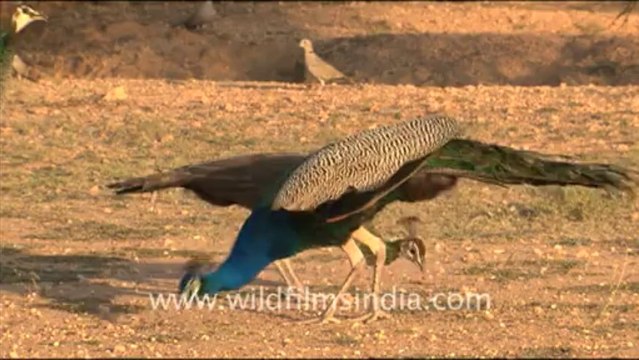 1610.Peafowl in Dhawa Doli Wildlife Sanctuary