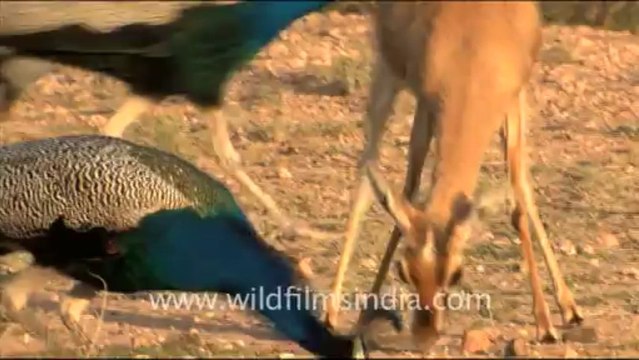 1609.Chinkara with Peafowls in Dhawa Doli Wildlife Sanctuary