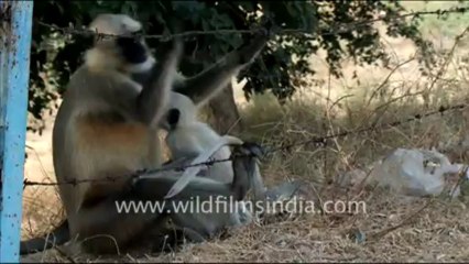 1401.Langurs in Rajasthan