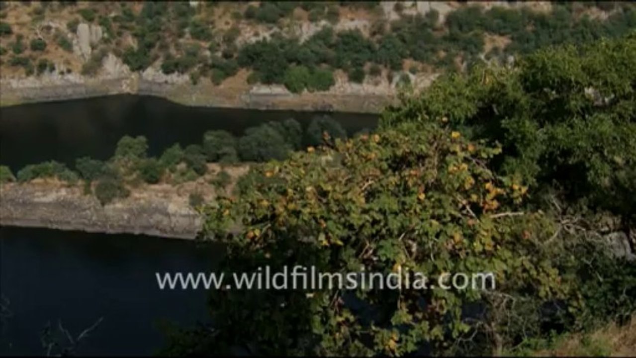 1403.Fort in Udaipur