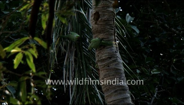 1417.Parakeets in Jaisamand Wildlife Sanctuary, Rajasthan