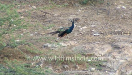 1421.Peafowl in Jaisamand Wildlife Sanctuary