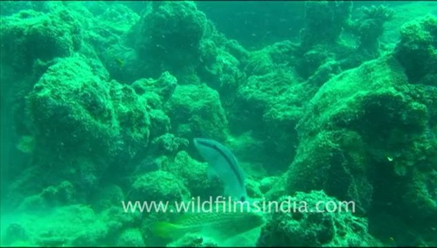 1443.Goat Fish in Andaman