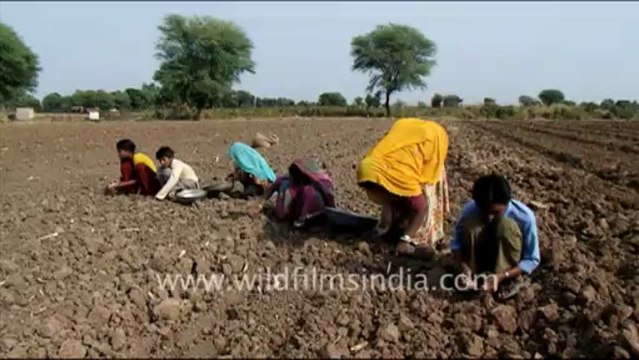 1432.Garlic Farm in Jaisamand