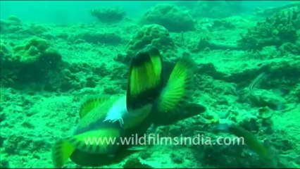 1437.Trigger Fish, Andaman