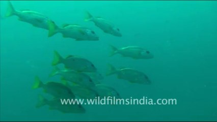 1445.Fishes in Andaman