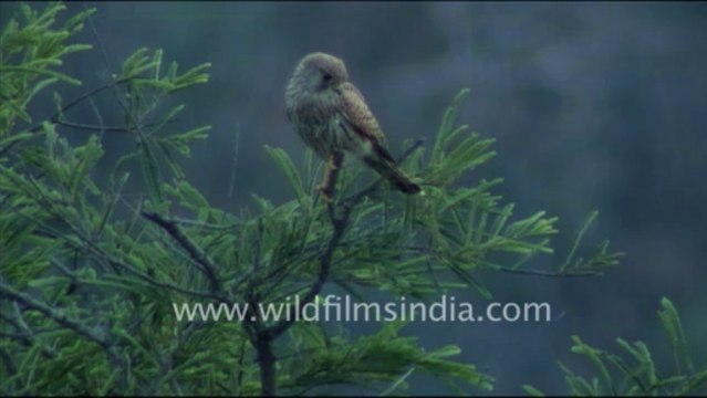 1448.Shikra in Rajasthan