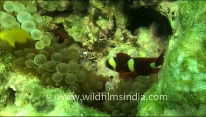 1451.Clown Fish in Andaman