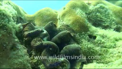 1453.Brown and Blue Clam