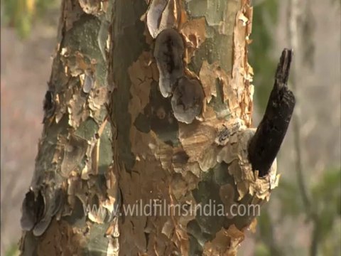 1460.Sariska - Road to Kankwari