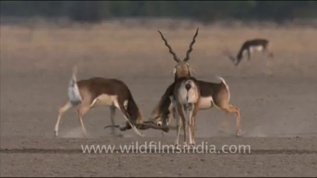 1465.Sparring blackbuck near desert, Rajasthan