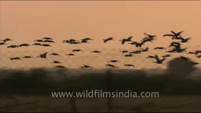1466.Demoiselle Cranes in a Rajasthan grassland