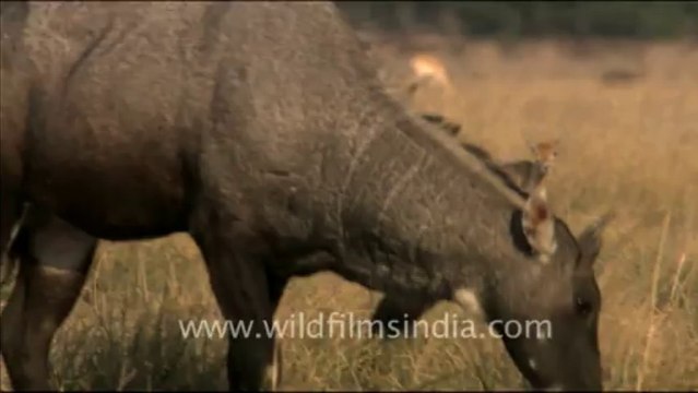1468.Nilgai grazing in Tal Chappar, Rajasthan