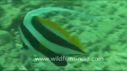 1471.Banner Fish in Andaman