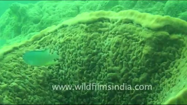 1480.Underwater World