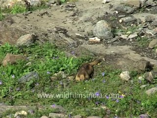 1487.Himalayan Marmot in Sikkim India