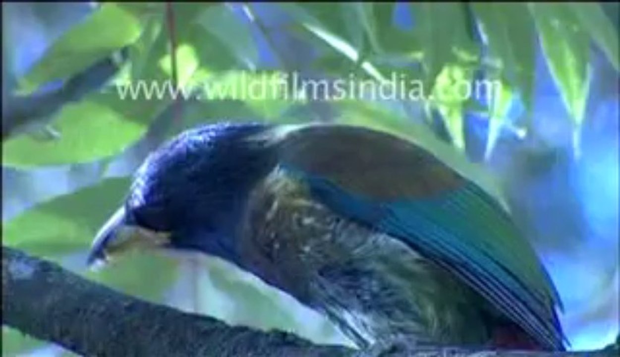 149. Himalayan Barbet