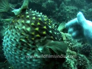 1490.Puffer fish, Andaman