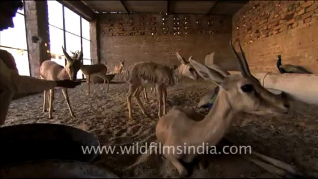 1506.Bishnoi man Feeding Blackbuck young in Rajasthan