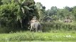 1525.Elephant Safari in Kaziranga - precursor to the tiger attack!
