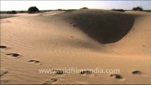 1526.Sam Sand Dunes, Jaisalmer