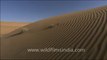 1535.Sand dunes in Rajasthan