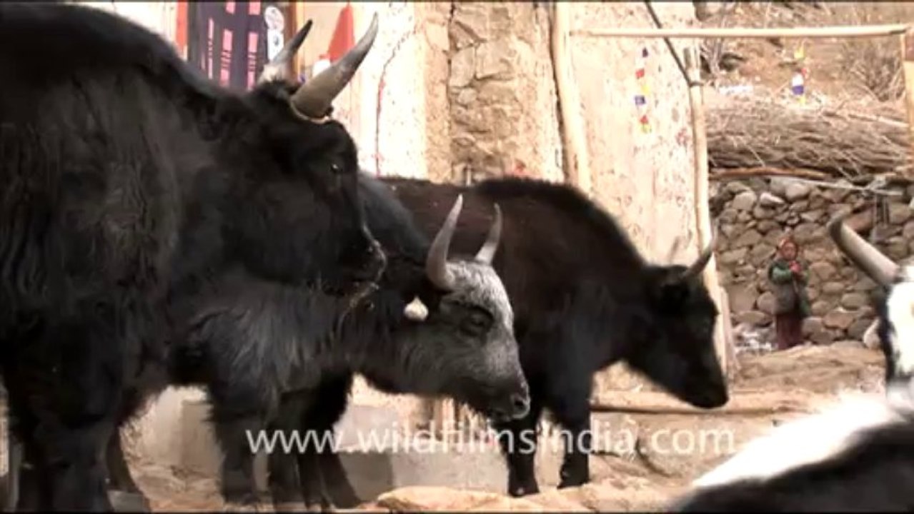 1547.Yaks, Ladakh