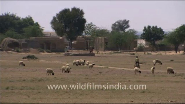 1557.Herd of sheep grazing in a field, Rajasthan