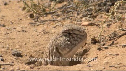 1584.Indian Spiny-tailed lizard in Desert National Park