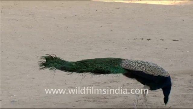 1585.Peafowl in Rajasthan