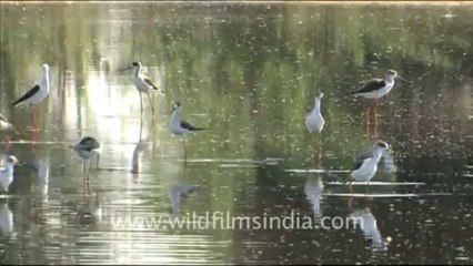1588.Group of black-winged stilts in Jaisalmer, Rajasthan