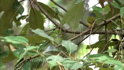 sariska-HDC-105-5