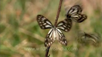 sariska-HDC-105-6
