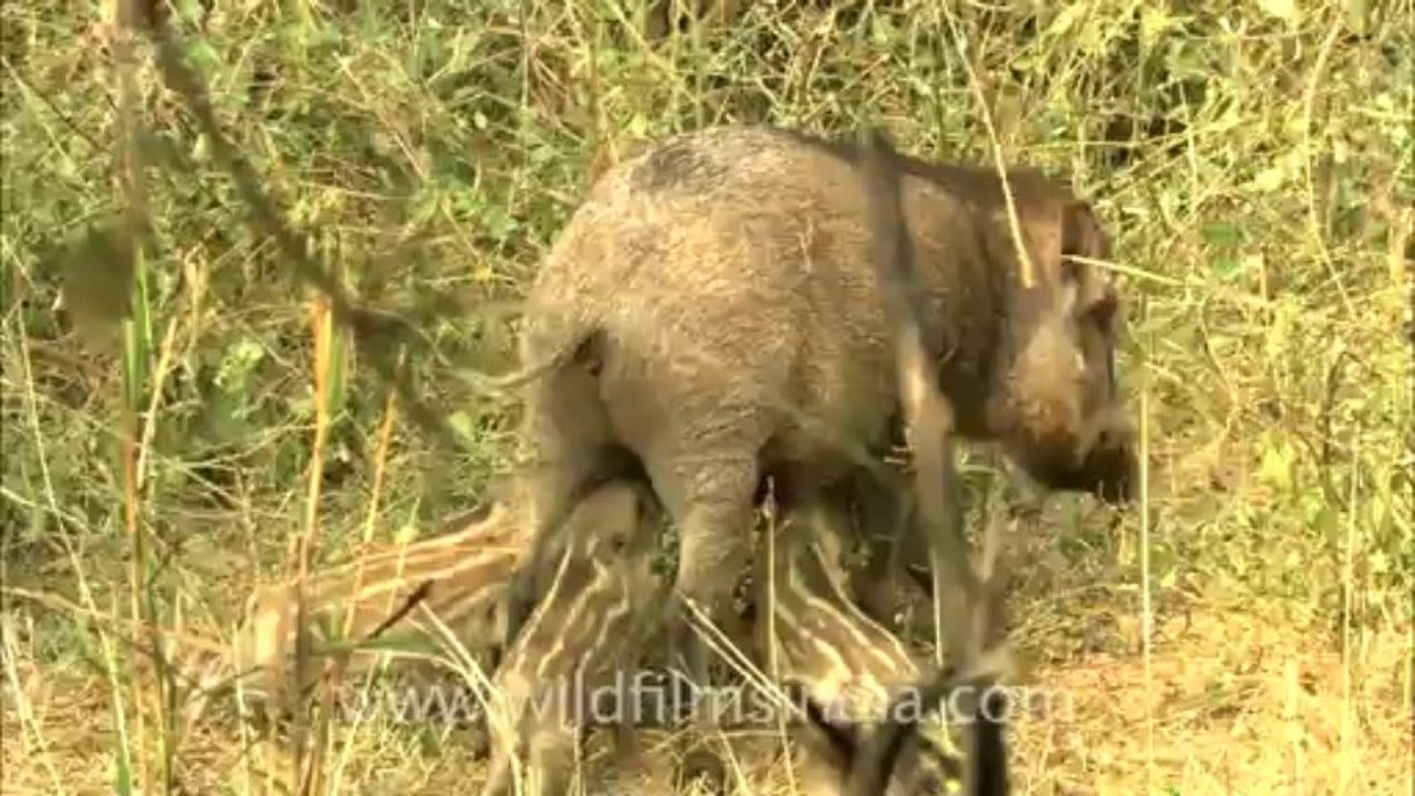 Sariska-hdc-62