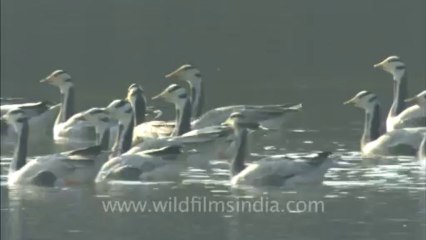 sariska-hdc-88-2