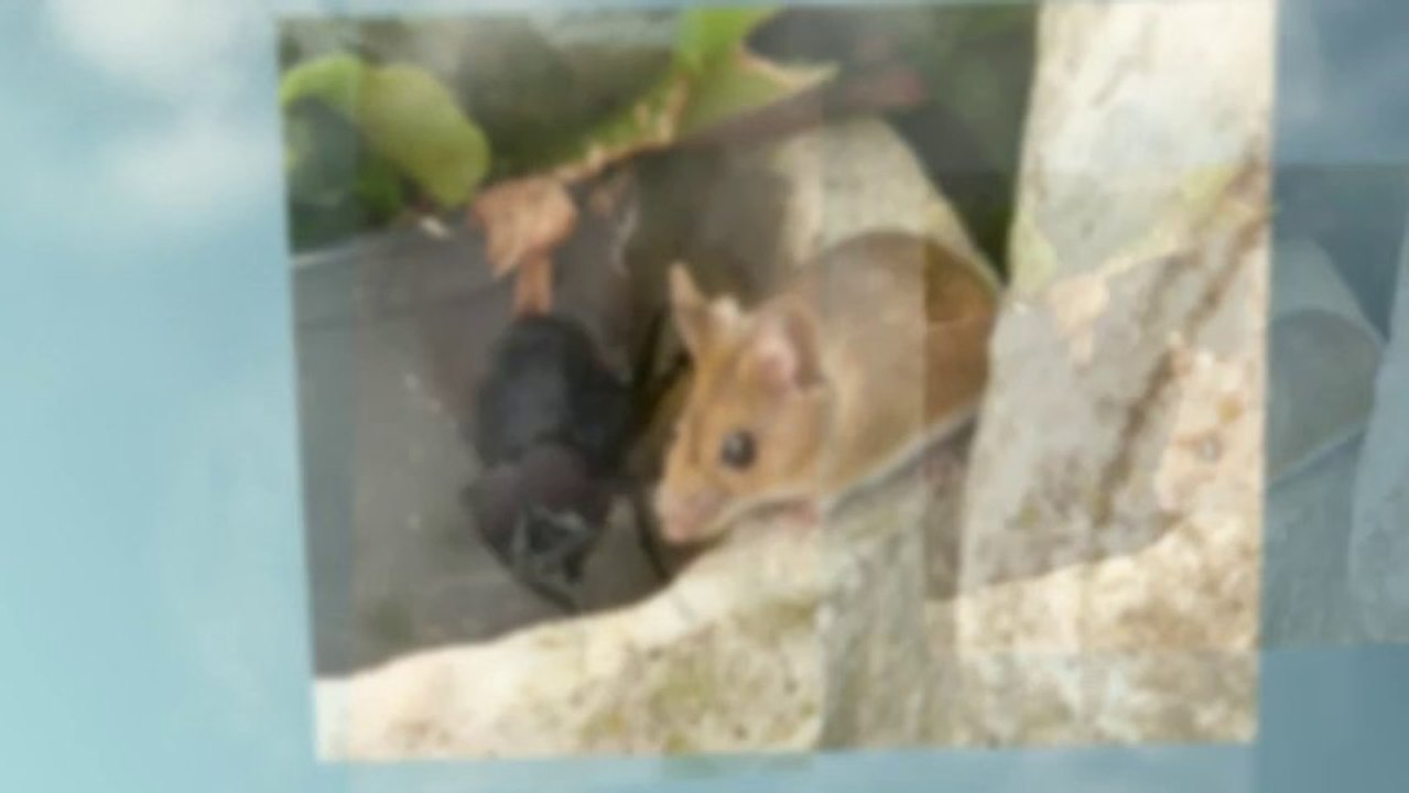 Mice Pest Control & Extermination Oxfordshire