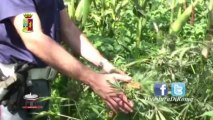 Operazione “Marijuana Factory”, agli agenti arrivano le congratulazioni del Questore Della Rocca
