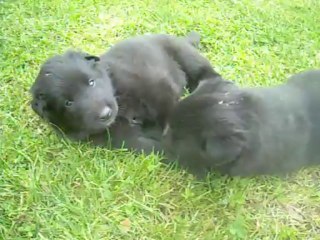 22 août 2013 : rose, marron, puis bleue qui "bêle" toujours lorsqu'elle tète
