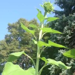 Carolyn's Summer Garden