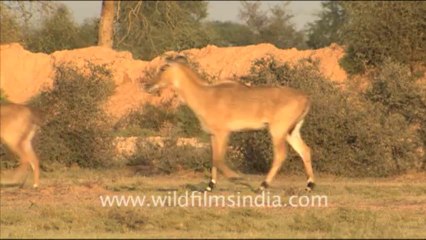 1611.Antelope in Dhawa Doli Wildlife Sanctuary