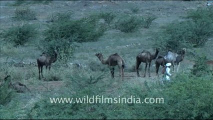 1613.Camels in Rajasthan