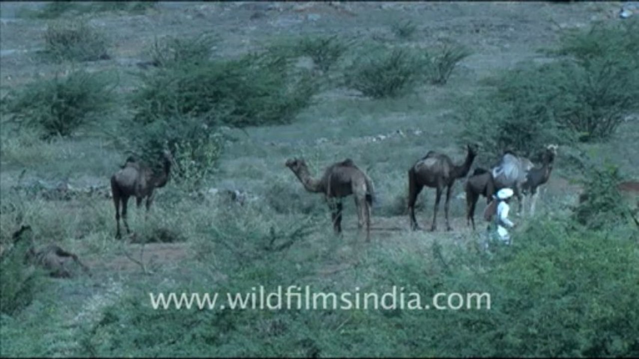 1613.Camels in Rajasthan